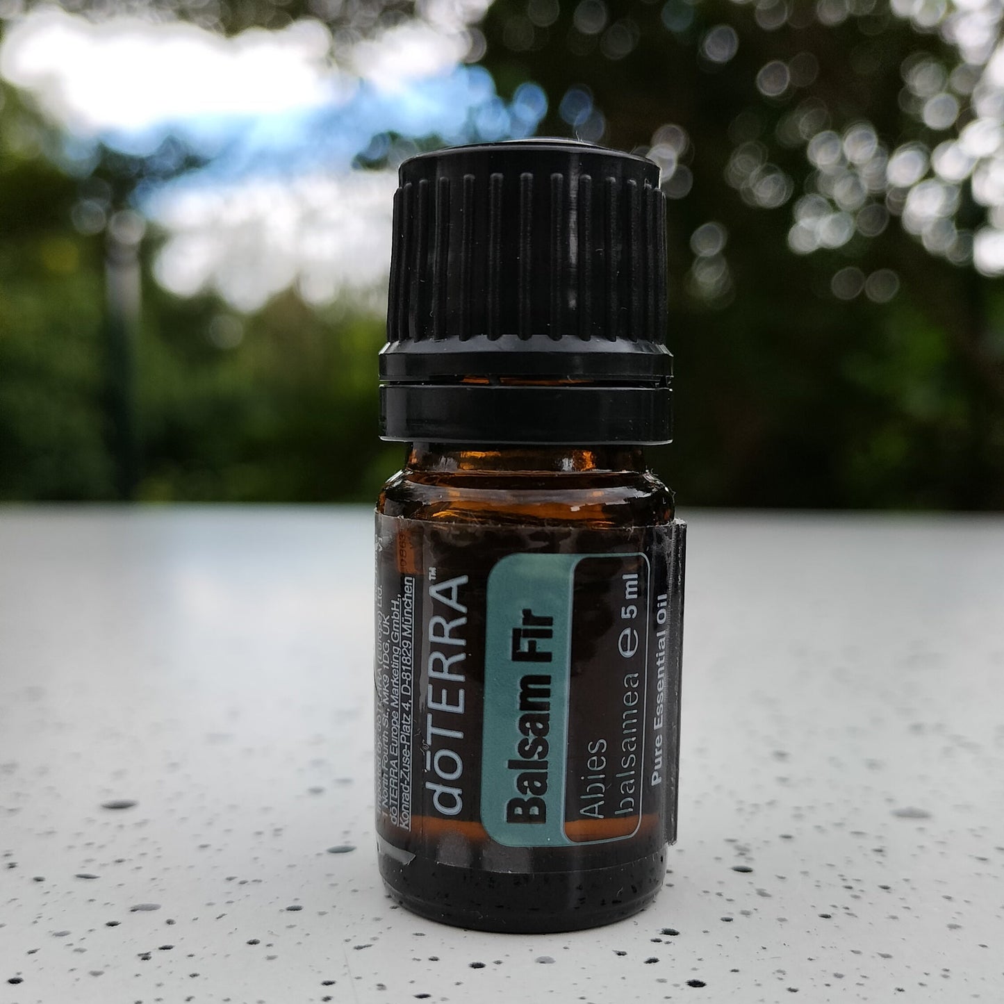 Balsam Fir