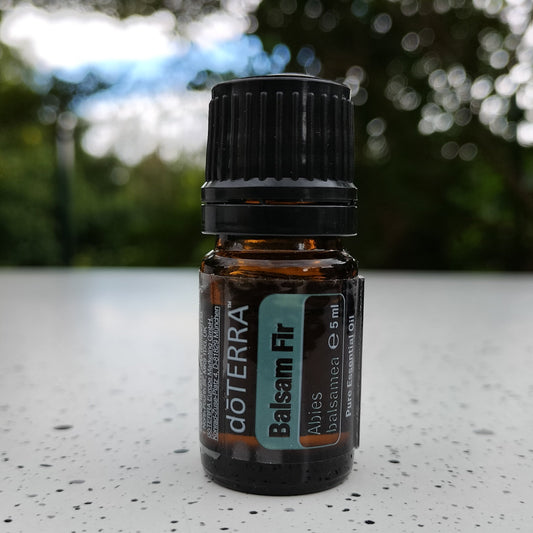 Balsam Fir